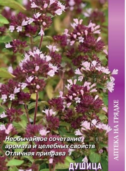 Душица обыкновенная Хуторянка(А) (ЦВ) 0,01гр