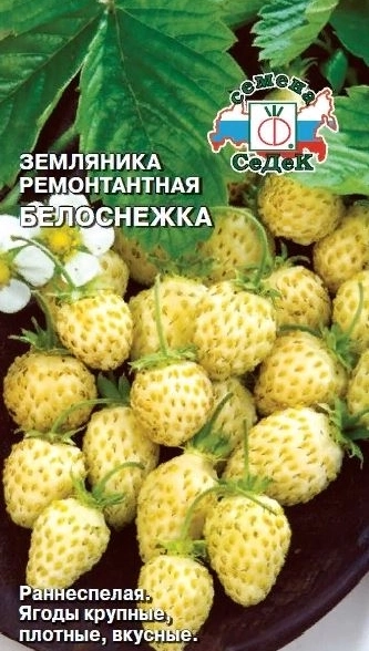 Земляника Белоснежка Седек Ц