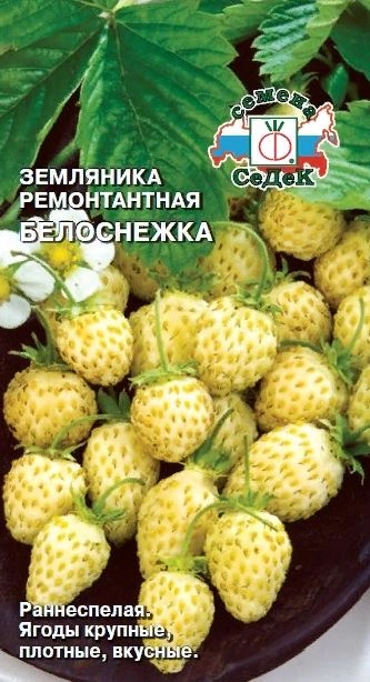 Земляника Белоснежка Седек Ц