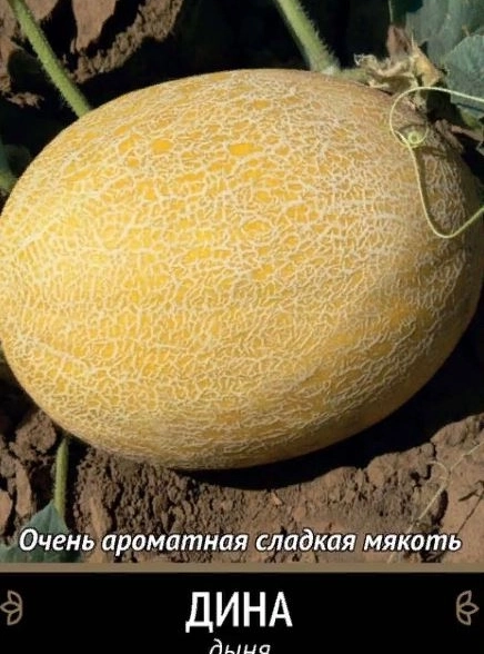 Дыня Дина (А) ЦВ 15шт.