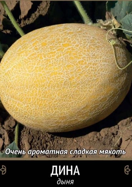 Дыня Дина (А) ЦВ 15шт.