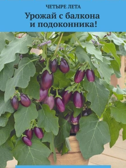 Баклажан Медальон А/ЦВ 5шт Четыре лета