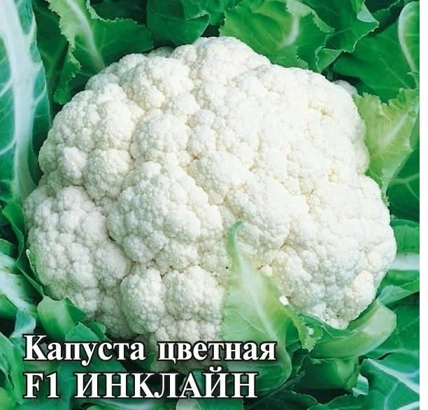 Капуста цв. Инклайн Гавриш ц