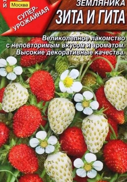 Земляника Зита и Гита Аэлита Ц