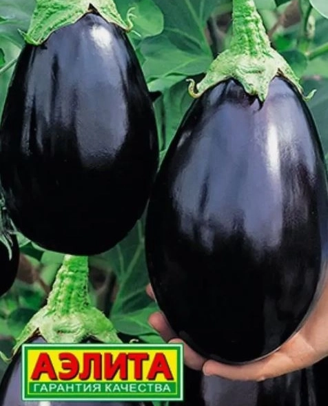 Баклажан Разбойник Аэлита Ц