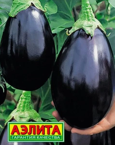 Баклажан Разбойник Аэлита Ц