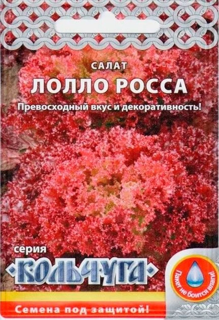 Салат Лолло-Росса "Кольчуга" НК