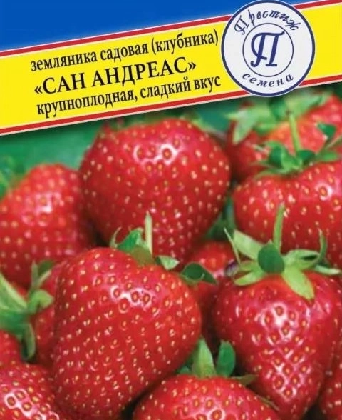 Земляника Сан Андреасс Престиж Ц