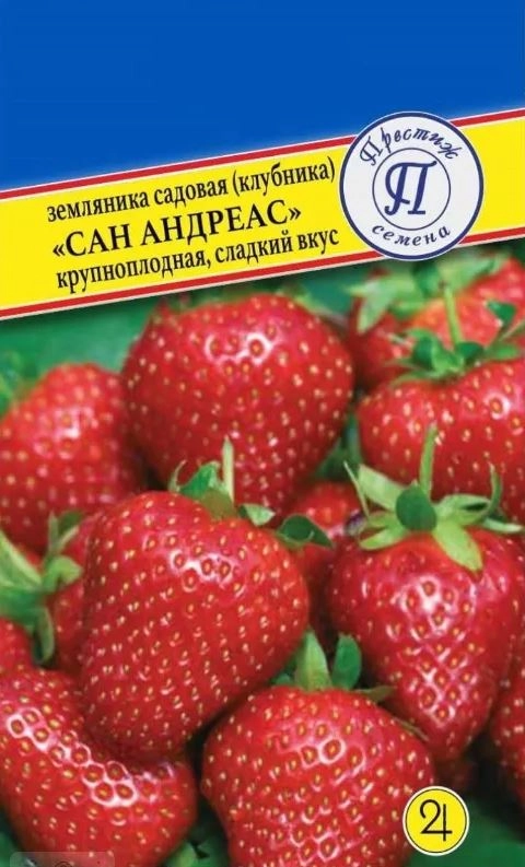 Земляника Сан Андреасс Престиж Ц
