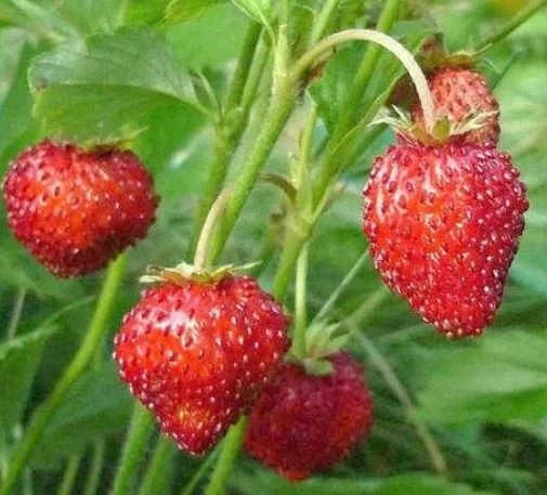 Земляника Сентябрьский сюрприз НК Ц