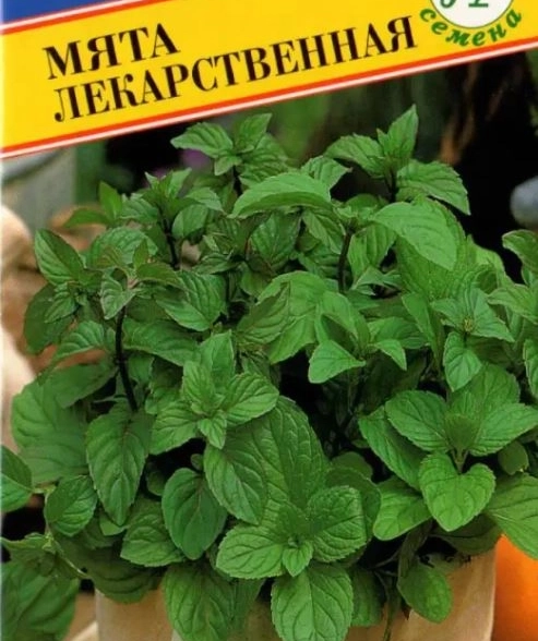 Мята лекарственная Престиж Ц