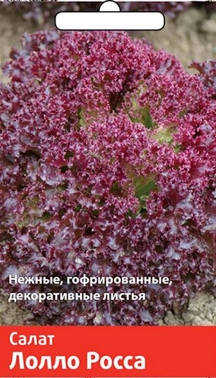 Салат Лолло Росса (Семетра) 1гр