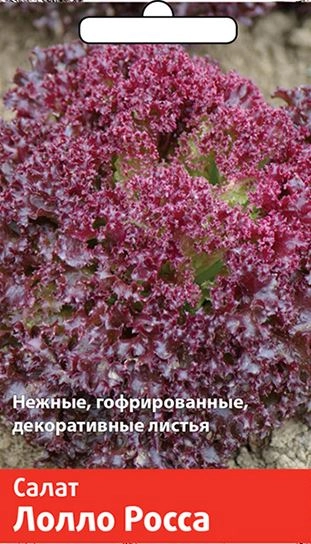 Салат Лолло Росса (Семетра) 1гр