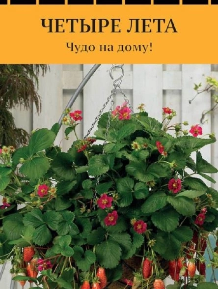 Земляника Чаровница (сер.Четыре лета) (А) (ЦВ) 5 шт.