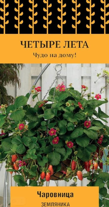 Земляника Чаровница (сер.Четыре лета) (А) (ЦВ) 5 шт.