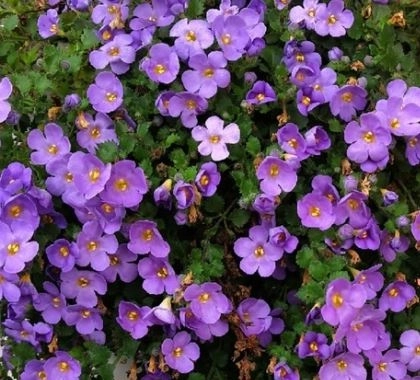 Бакопа ампельная смесь D12