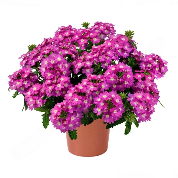 Вербена ампельная cмесь D12