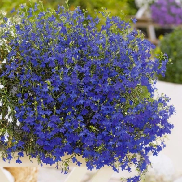 Лобелия смесь D12