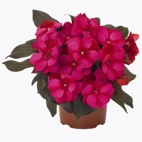 Бальзамин новогвинейский Смесь D12