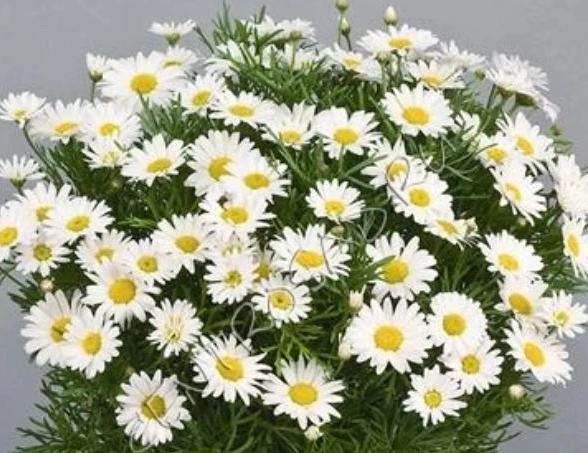 Аргирантемум смесь D12