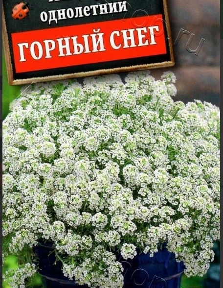 Алиссум Горный снег 0.1г