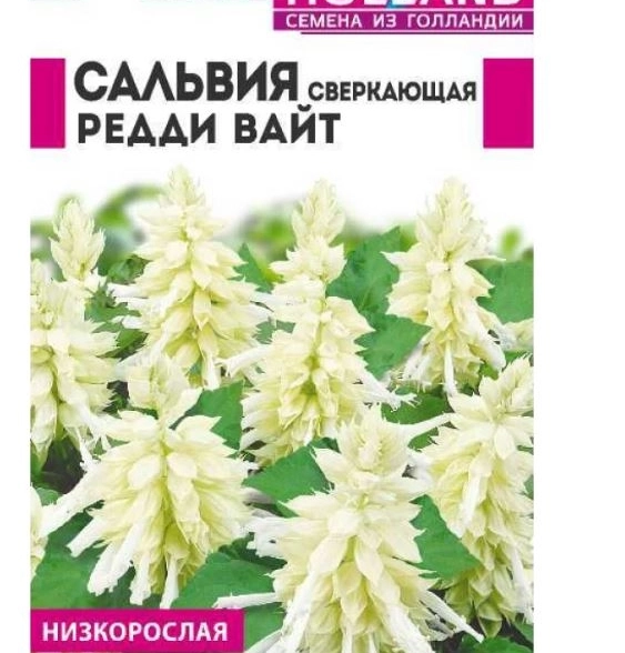 Сальвия Редди Вайт сверкающая/Сем Алт/цп 5 шт.