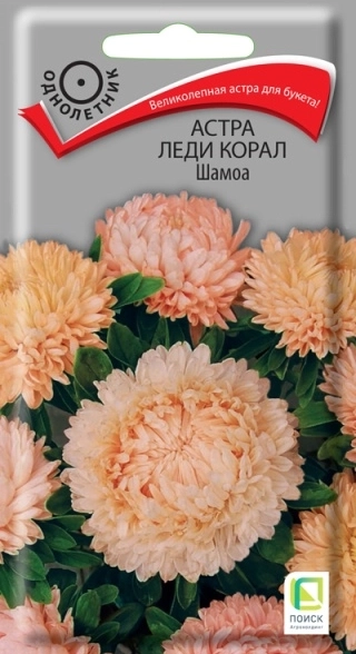 Астра однолетняя Леди Корал Шамоа 0,1гр.