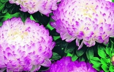 Астра однолетняя пионовидная Кварцевая башня 0,3гр.