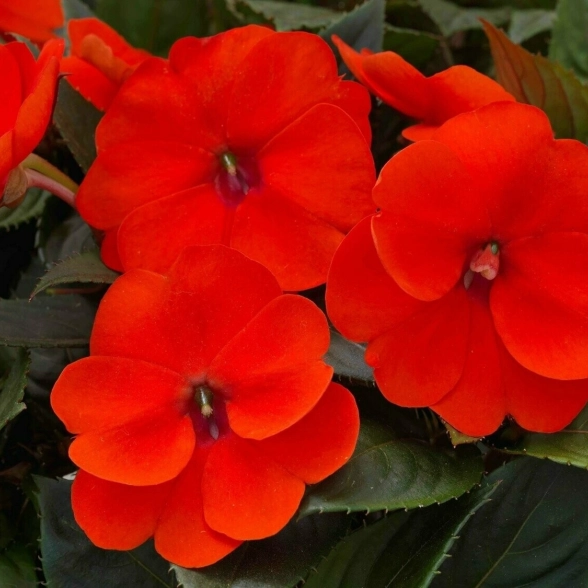 Бальзамин Маленький принц Оранжевый 0,02гр