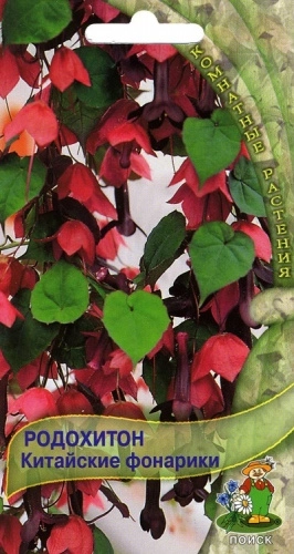 Родохитон Китайские фонарики 5шт.
