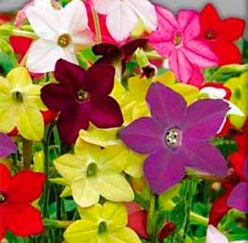 Табак Сандер Парфюм микс 15шт.