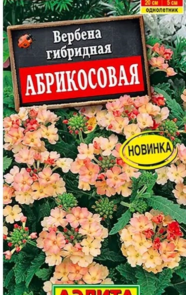 Вербена Абрикосовая Аэлита Ц