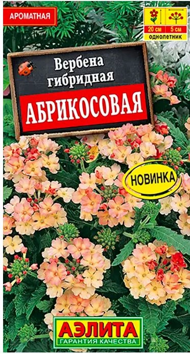 Вербена Абрикосовая Аэлита Ц