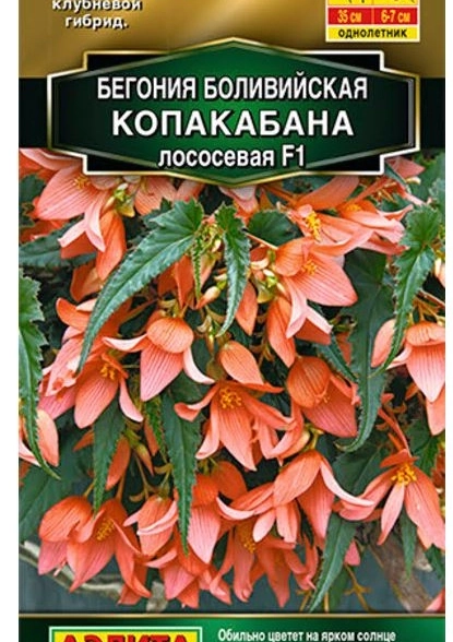 КОМ Бегония Копакабана Аэлита Ц