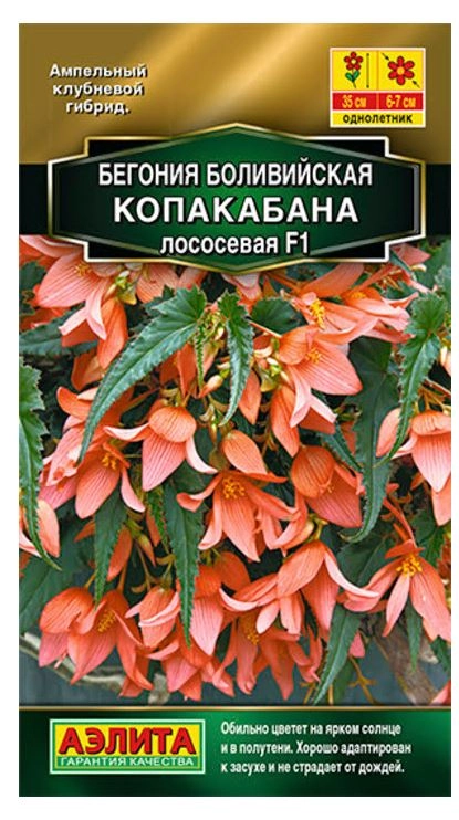 КОМ Бегония Копакабана Аэлита Ц
