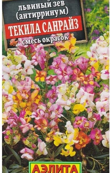 Львиный зев Текила санрайз Аэлита Ц