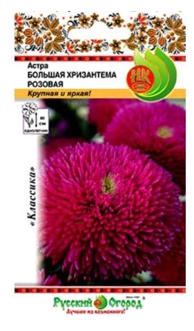 Астра Большая хризантема розовая НК Ц