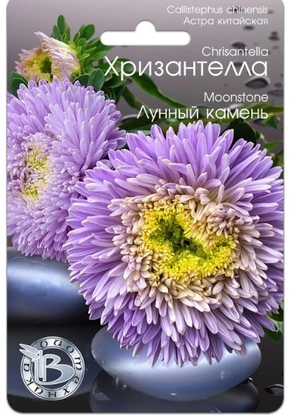 Астра Хризантелла Лунный камень Биотехника Цх10