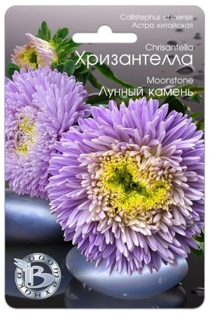 Астра Хризантелла Лунный камень Биотехника Цх10
