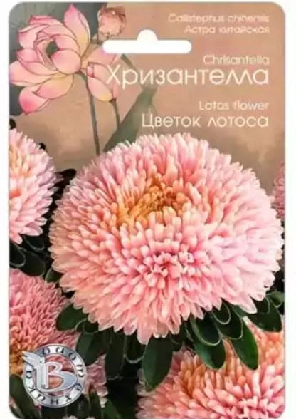 Астра Хризантелла Цветок лотоса Биотехника Ц