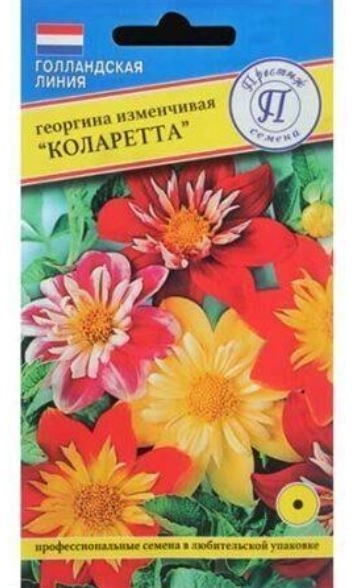 Георгин Коларетта Престиж Ц