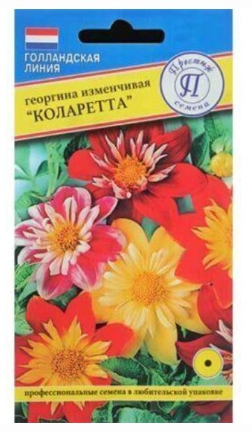 Георгин Коларетта Престиж Ц