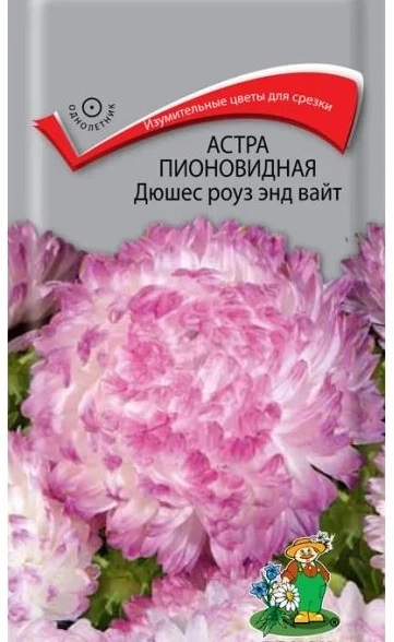 Астра (однолетняя) пионовидная Дюшес роуз энд вайт (ЦВ) 0,3гр.