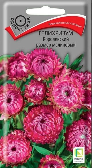 Гелихризум Королевский размер малиновый (ЦВ) ("1) 0,1гр.