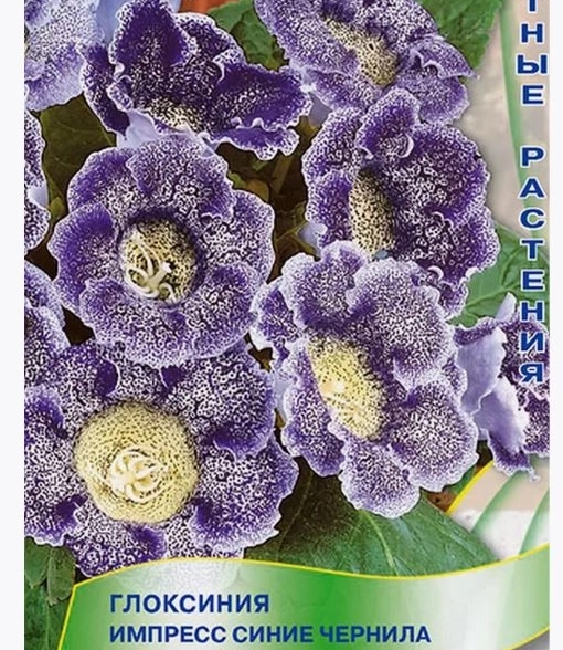 Глоксиния Импресс Синие чернила (ЦВ) ("К) 5шт.