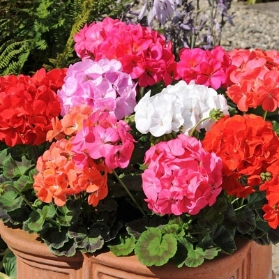 Пеларгония зональная Mix у/ч