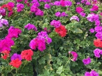 Пеларгония плющ махровая Mix у/ч