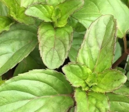Мята Basil Mint
