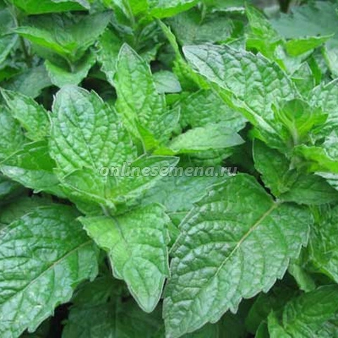 Мята Grapefruit Mint