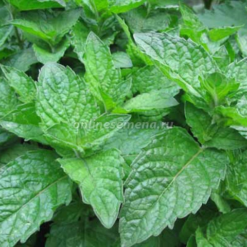 Мята Grapefruit Mint